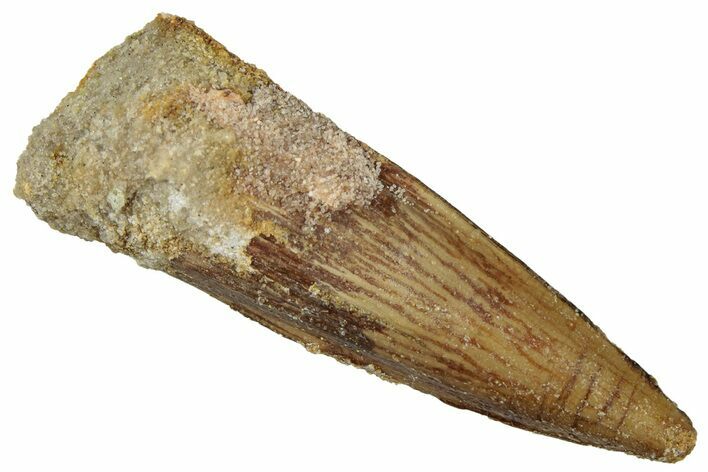 Fossil Spinosaurus Tooth - Real Dinosaur Tooth #299087